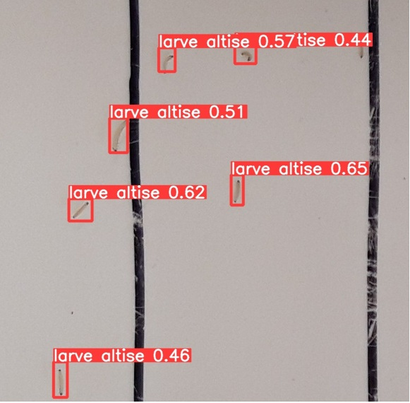 Larves observ&eacute;es dans une berl&egrave;se